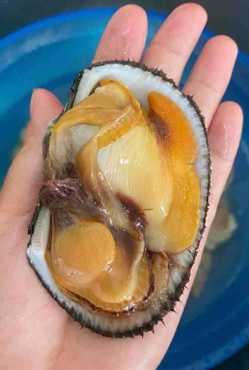 Half-shell Giant Blood Cockles - Sò Lông Lớn (Nửa Vỏ) - 大血蚶 (半壳 ...