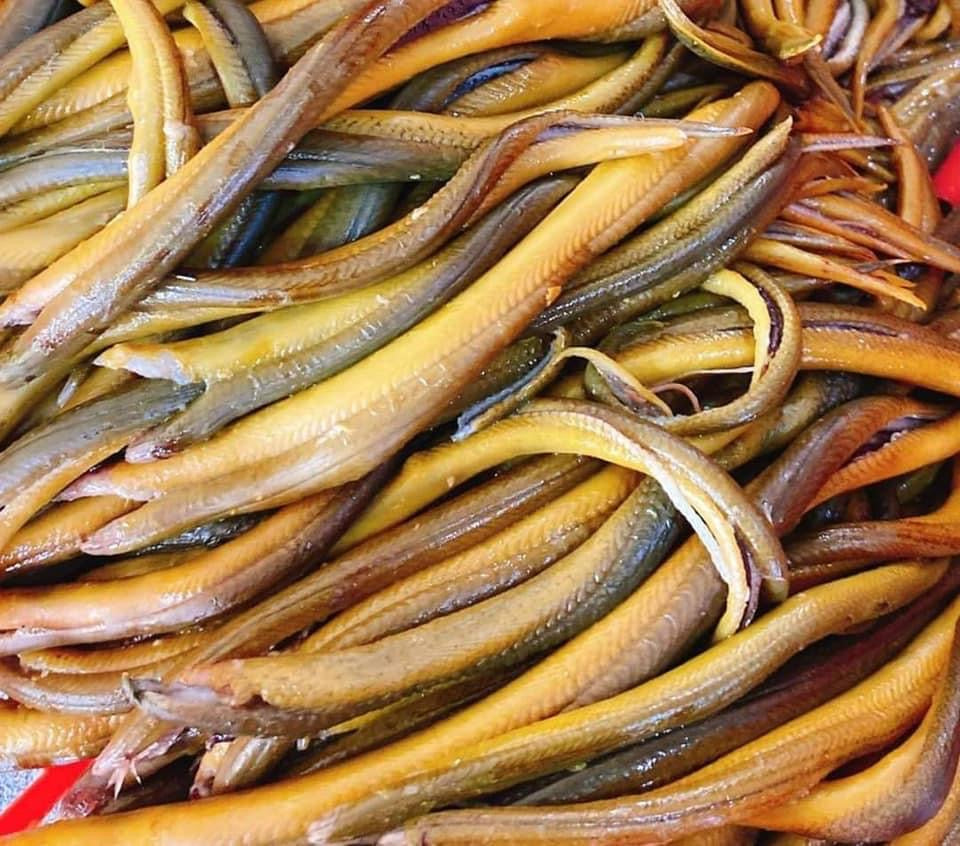 Fish Market Where To Buy Live Eels Near Me Freshwater Eel