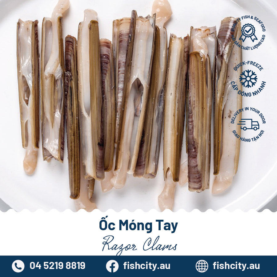 Packaged Razor Clams Razor Clams – Fishcitysydney
